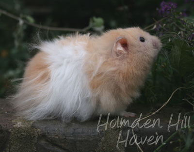 Jolly Cream Giant- Red Eyed Cream Banded Longhaired